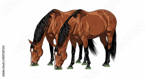 Two brown horses with black manes and tails graze on tufts of green grass. Isolated illustration