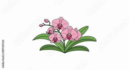 Stylized illustration of pink orchid flowers with green leaves and buds on a white background