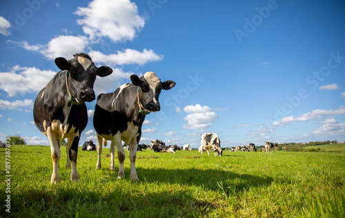 Troupeau de vache laitière en pleine nature sous le soleil du printemps.
