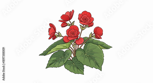 Illustration of a vibrant plant featuring multiple red blossoms and broad green leaves on a white background