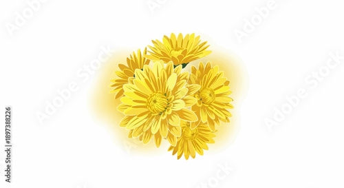 Vibrant yellow chrysanthemum-like flowers bunched together, showcasing intricate petals against a clean white backdrop