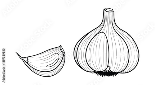 Line drawing of a whole garlic bulb and a separated clove