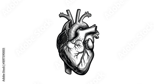 Anatomical illustration of a human heart in detailed black and white