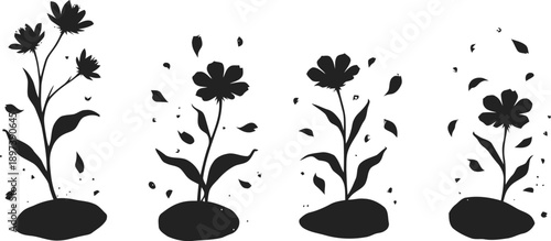 flower growth stages silhouette against white background showing plant development and bloom