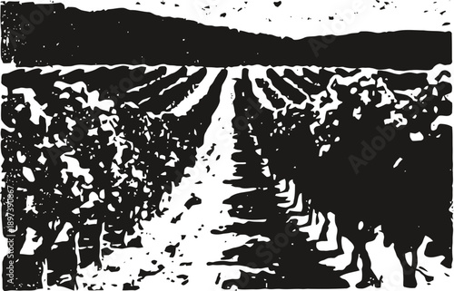 Vineyard rows with grapevines stretching toward the horizon in a rural agricultural landscape