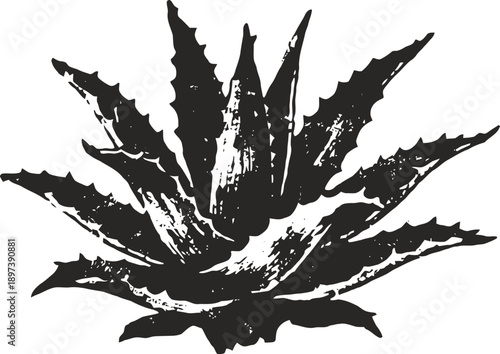 Black and white illustration of a spiky aloe vera succulent plant with textured leaves