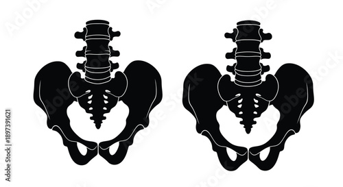 Anatomical illustration of two human pelvic bones and spinal columns