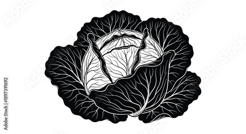 A detailed black and white illustration of a vibrant cabbage head