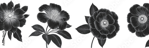 Set of Vintage Hand Drawn Floral Illustrations Featuring Detailed Camellia Flower Blooms in Black and Grey Engraving Style for Decor,