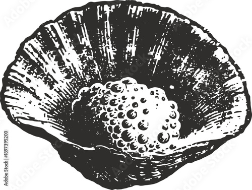 Seashell with pearl inside marine ocean treasure, shell detail, natural beauty from underwater world