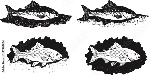 Freshwater fish illustrations on textured backgrounds with detailed scales and fins design