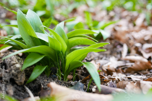 Quadro em tela Fresh wild garlic leaves growing in forest soil among dry leaves