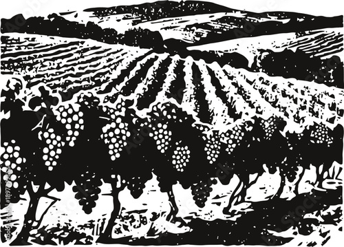 Grapevine rows with ripe grapes in vineyard landscape carved woodcut illustration