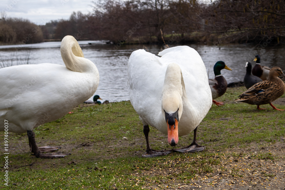 Obraz premium geese on the river