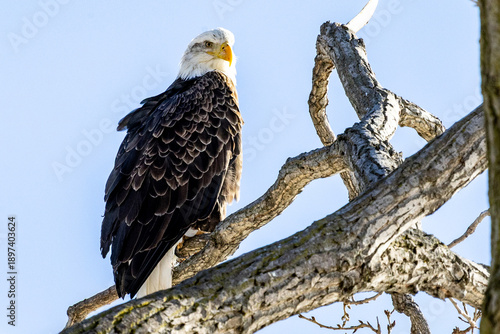 bald eagle on a branch