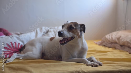 Panting dog seen resting on bed