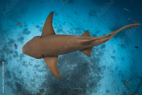 Photography Nurse shark swims underwater in blue sea at Maldives.