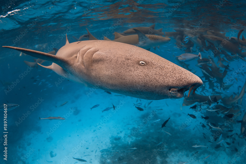 Fototapeta premium Close up nurse shark in tropical sea