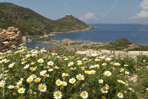 Field of daisies. A plot of blooming daisies.