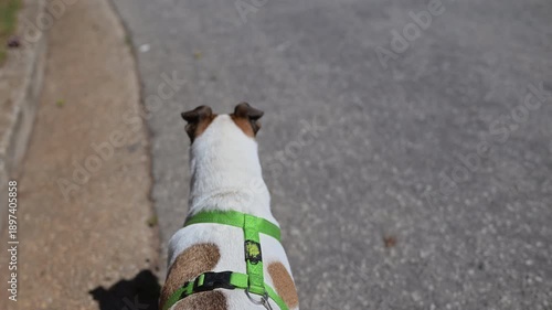Point of view of a dog on a leash running through the streets