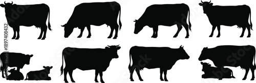 Set of black cow silhouettes in various poses isolated on white background, farm animal collection for agriculture, livestock, rural design, and vector illustration