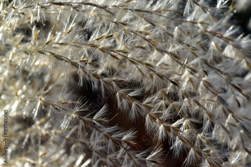 Nahaufnahme von Chinaschilf im Winter