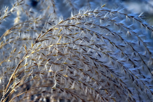 Nahaufnahme von Chinaschilf im Winter