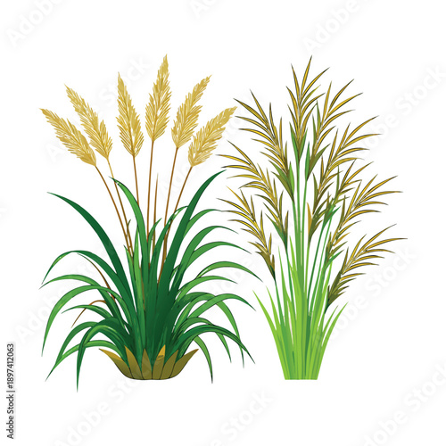 Wild grass plants with golden wheat-like heads, green leaves
