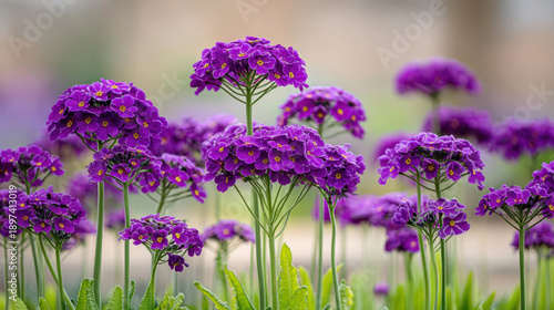 Primula candelabra tiered f...