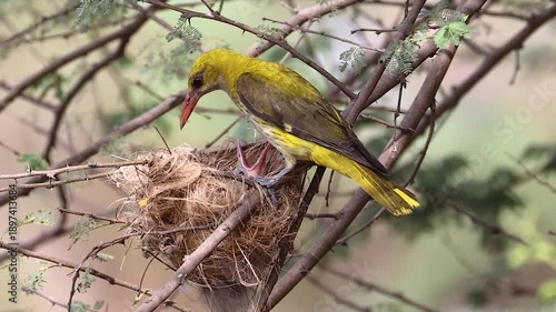 Nature’s Care Golden Oriole Feeding Its Chicks