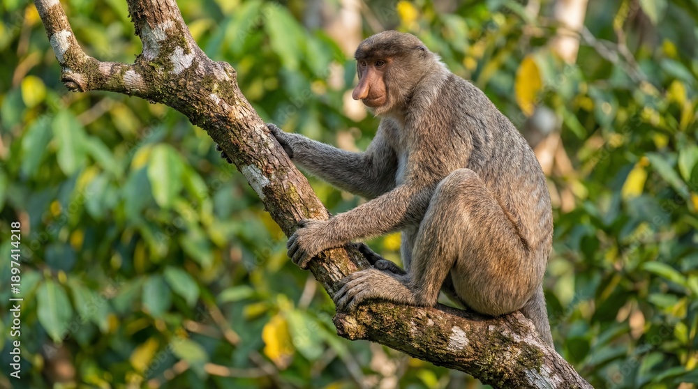 Obraz premium Proboscis Monkey with Distinctive Large Nose on Tree Branch, Symbolizing Rainforest Wildlife, Nature Photography, Conservation