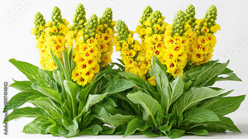 Verbascum densiflorum great...