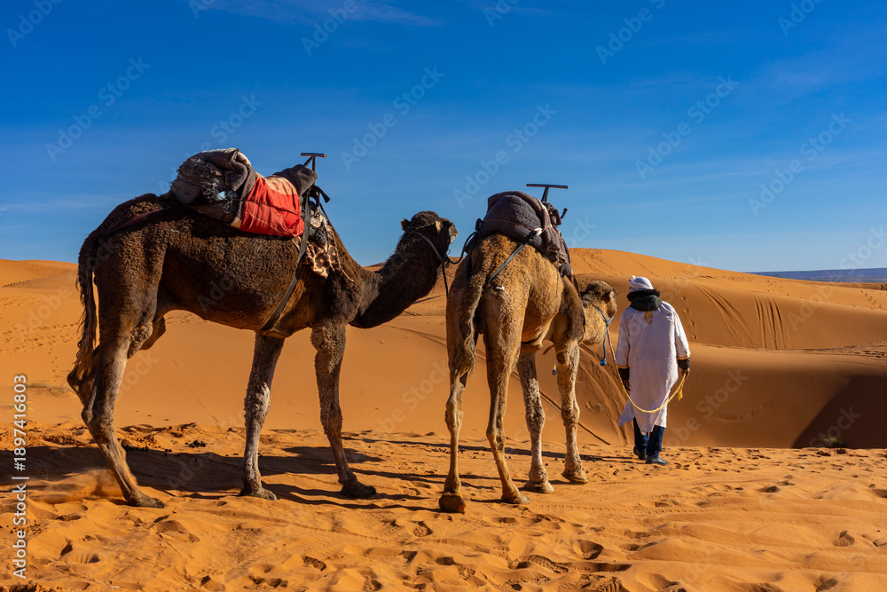Fototapeta premium Urlaub in Marokko, in der Sahara, Wüste Erg Chebbi bei Erfoud: Faszinierende Dünenlandschaft mit Kamelen, Dromedaren, Beduine