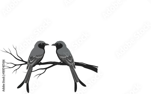 Two grey birds with black faces and long tails perched on a dark tree branch, facing each other