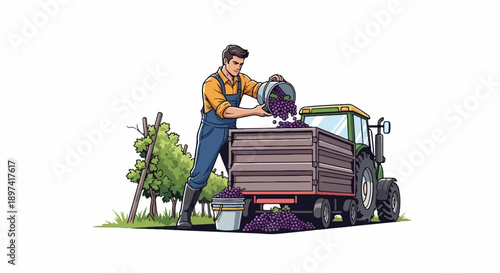 Farmer in overalls pours harvested purple grapes from bucket into tractor trailer near grapevines