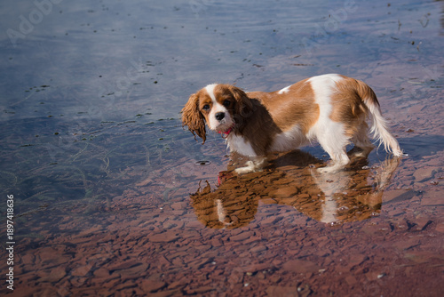 Cavalier King Charles puppy of five months discovering water