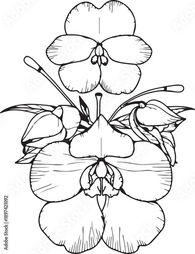 Striking black and white silhouette of stylized balsam flowers and buds in a vertical arrangement, ideal for botanical designs.