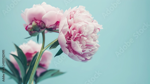 Delicate Pink Peony Blossom on Blue