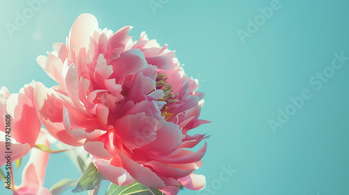 Delicate Pink Peony Blossom on Blue