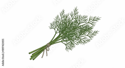 A bunch of fresh, green dill herbs tied with twine, presented on a white background