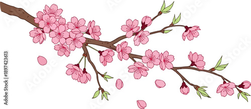 Delicate pink blossoms adorn a brown branch, with scattered petals and new green buds