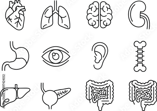 A set of simple line art icons depicting human internal organs and anatomical parts