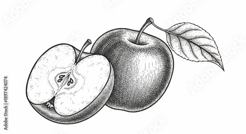 Vintage illustration of a whole apple and a cross-section of another apple with leaf and stem