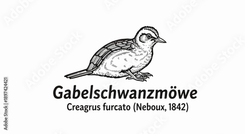 A detailed black and white illustration of a forked-tailed gull, identified by scientific name
