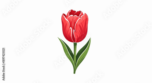 A single red tulip with green leaves and stem on a white background