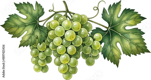 Watercolor illustration of a cluster of green grapes with leaves on a white background