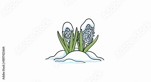 Two hyacinth flowers emerging from snow