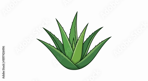 A stylized illustration of a lush green aloe vera plant with pointed, serrated leaves on a white background