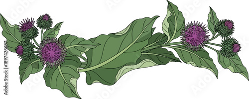 A decorative arrangement of green leaves and purple thistle flowers