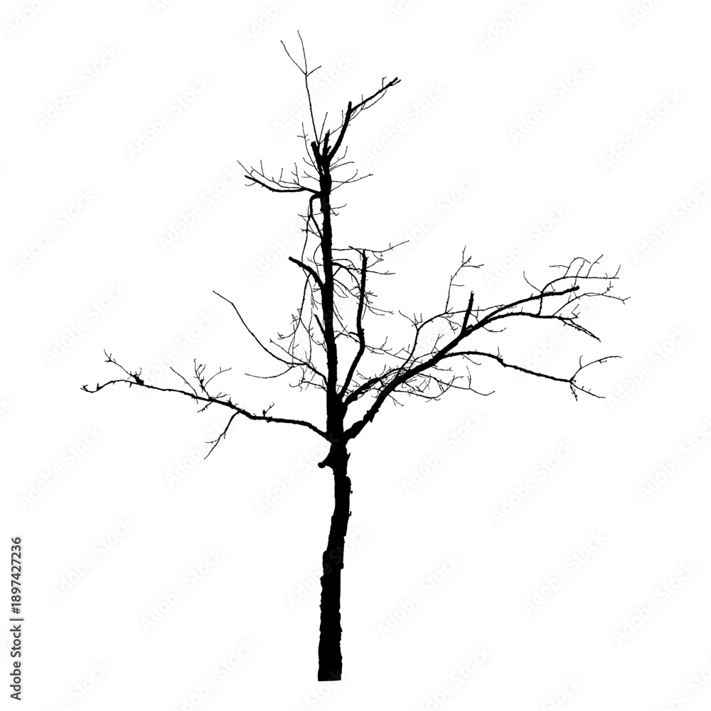 Obraz premium Bald tree silhouette